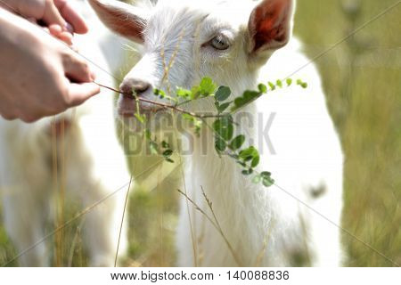white goat grazing in a meadow in summer