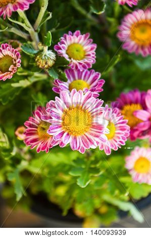Chrysanthemum flower in garden , Dendranthemum grandifflora
