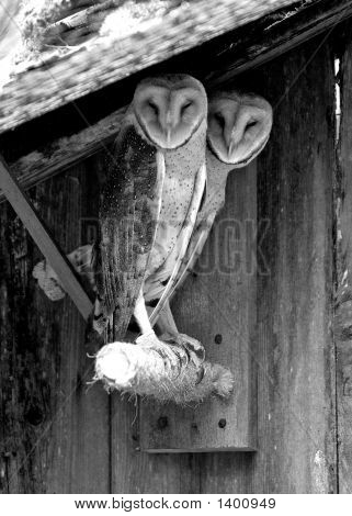 Barn_Owls_Bw