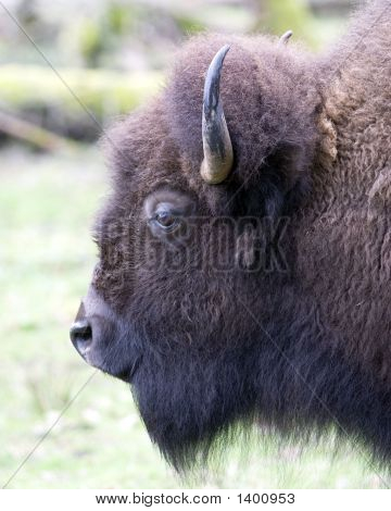 Buffalo1_Color