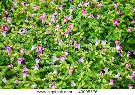 pink Wishbone flower in garden - Torenia fournieri