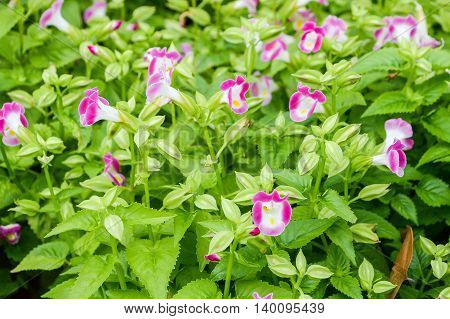 close up pink Wishbone flower in garden
