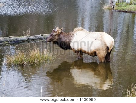 Elk_Lake2