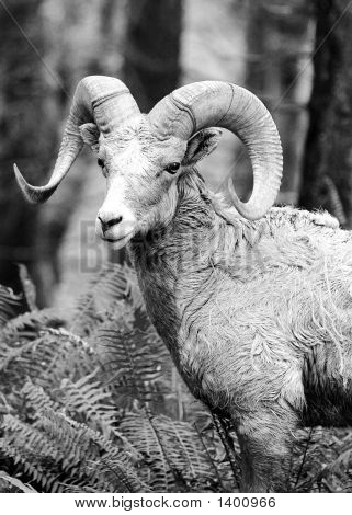 Ram2_Bw