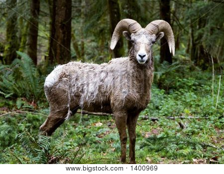 Ram4