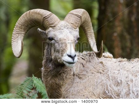 Ram5