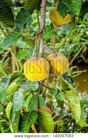 close up ripe Sandoricum koetjape fruit in nature garden