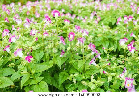 pink Wishbone flower in garden - Torenia fournieri