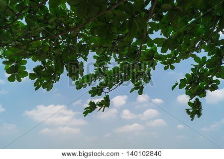 Green leaf with blue sky background .