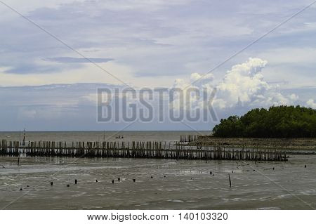Bamboo wall protect scour from sea tide at seashore.