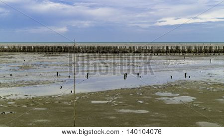Bamboo wall protect scour from sea tide at seashore.