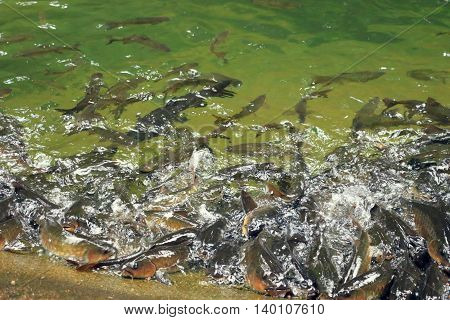 Shoal of fish in the waterfall under the sfternoon sun light