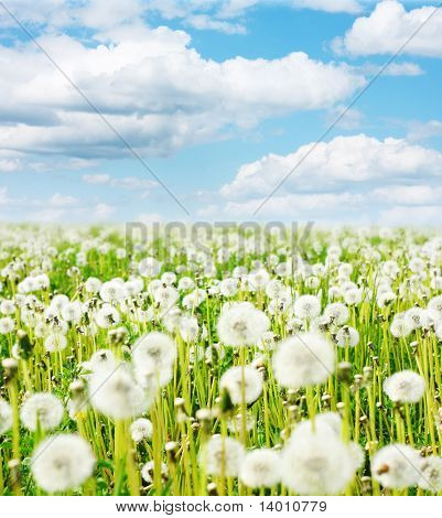 Meadow with fluffy dandelions under blue sky with clouds