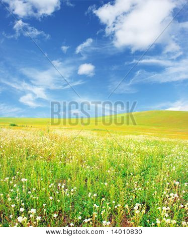 Field with grass and blue sky