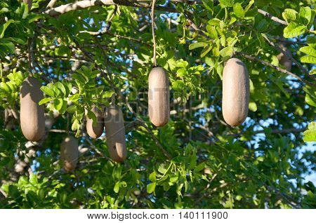 Sausage tree fruits, plants of South Africa