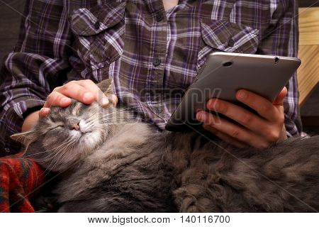 Female Hands, Teenager. The Tablet. Fluffy Gray Cat. Concept, Idea - The Convenience, Comfort, Commu