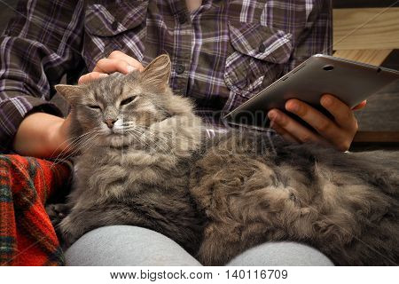Female Hands, Teenager. The Tablet. Fluffy Gray Cat. Concept, Idea - The Convenience, Comfort, Commu