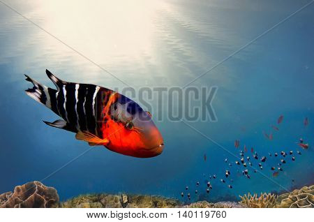 Boomtail wrasse (Cheilinus lunulatus) on reef background