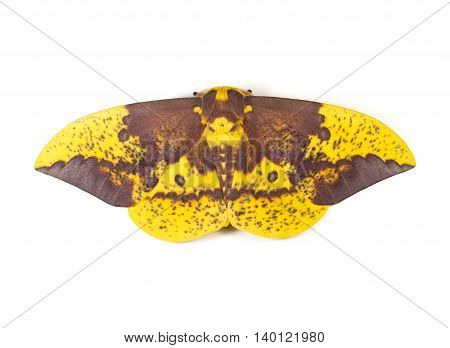 Large Imperial Moth (Eacles imperialis) on a white background