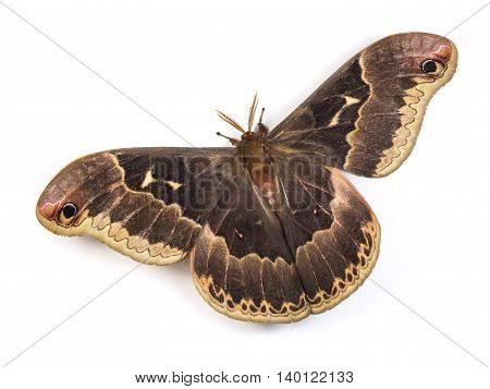 Male Tulip-tree Silkmoth (Callosamia angulifera) isolated on a white background