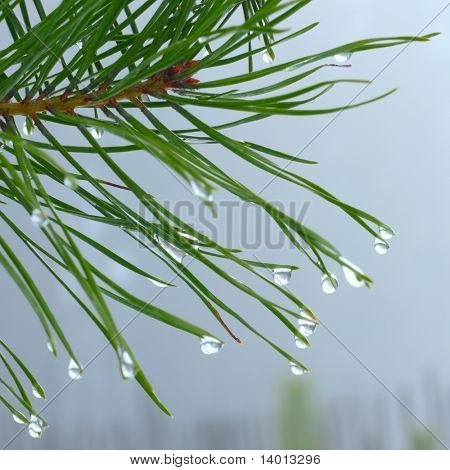 Krople wody na igły sosnowy
