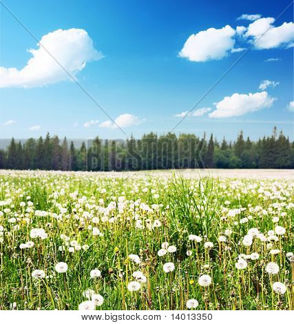 Summer meadow with dandelions under blue sky