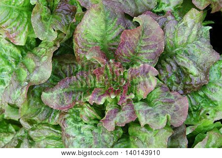 Bush lettuce with iodine - green and purple colours with dew drops. Gardening