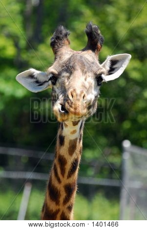 Girraffe