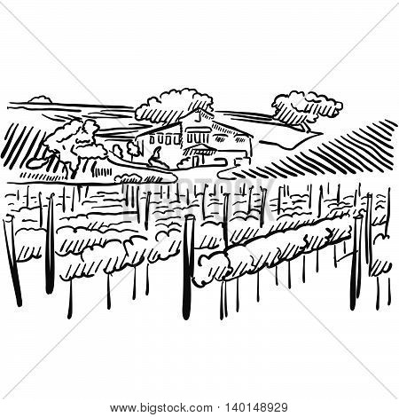 Californian Vineyard With Hills And House