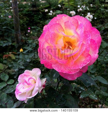 Closeup pink rose flower with blur bokeh background