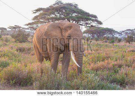 Elephant in Amboseli national park in Kenya.