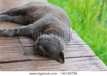 Sleeping Korat cat (thai cat) on the bamboo terrace