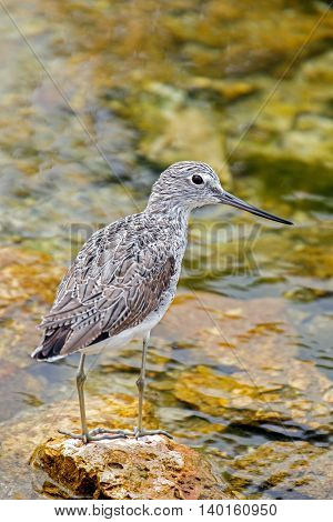 Common Greenshank or Tringa Nebularia standing on a rock in a water park in Bahrain