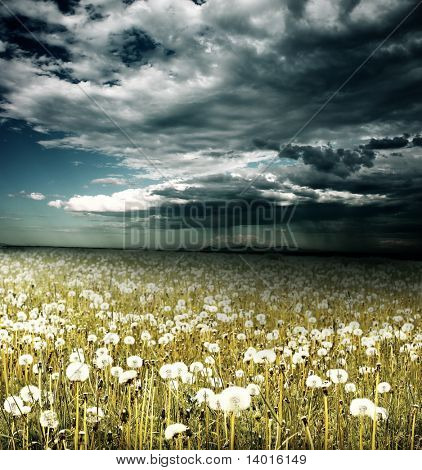 Field with dandelions under storm clouds with rain