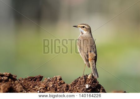 Bluethroat or Luscinia Svecica in a farm in Bahrain