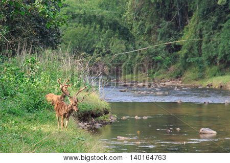 Deer in the jungle beside the river