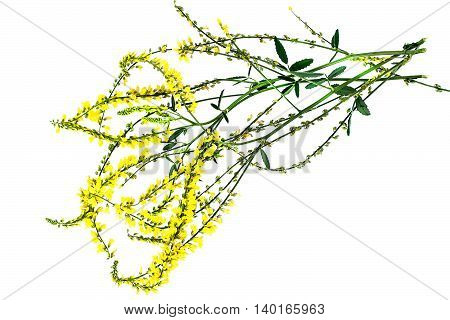 Melilotus officinalis known as yellow sweet clover yellow melilot ribbed melilot and common melilot isolated on white background. Used in herbal medicine as well as pasture or livestock feed is a major source of nectar