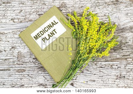 Melilotus officinalis known as yellow sweet clover yellow melilot ribbed melilot common melilot and herbalist handbook on old wooden table. Used in herbal medicine as well as pasture or livestock feed is a major source of nectar