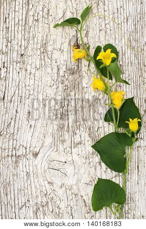 Blooming Thladiantha Dubia or Manchu tubergourd goldencreeper on the old wooden textured background with space for text. Vertical