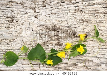 Blooming Thladiantha Dubia or Manchu tubergourd goldencreeper on the old wooden textured background with space for text