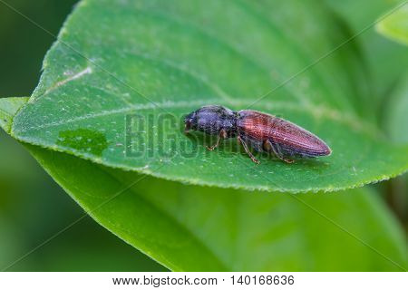 Beetle Insect In Nature Background