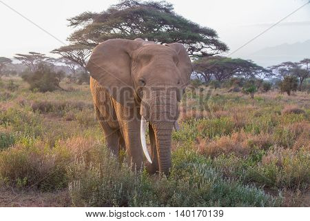 Elephant in Amboseli national park in Kenya.