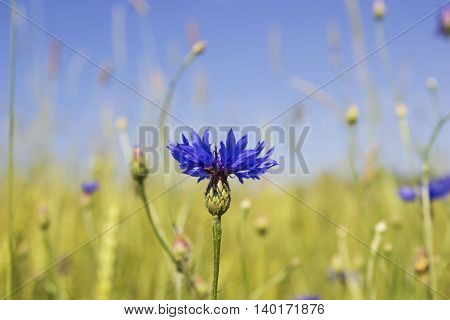 Blue knapweed in the Rye Field. Blue wild flower with summer blurry background.