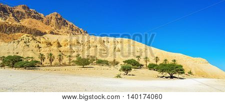 The massive yellow desert rock with the green palms at its foot Ein Gedi Israel.