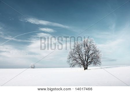 Frosne træ og blå himmel med skyer