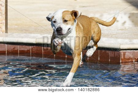 Pitbull jumping and landing in the swimming pool
