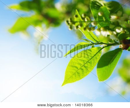 Blade og blomster af en fugle-kirsebær træ over blå himmel