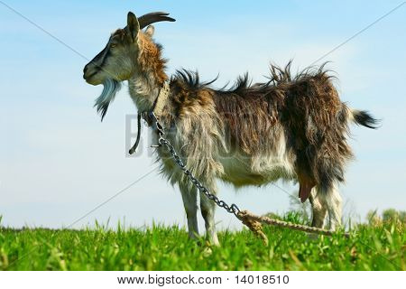 Ziege stehend auf grünem Gras auf blauer Himmel Hintergrund