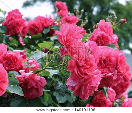 Flowers of beautiful pink roses in the garden