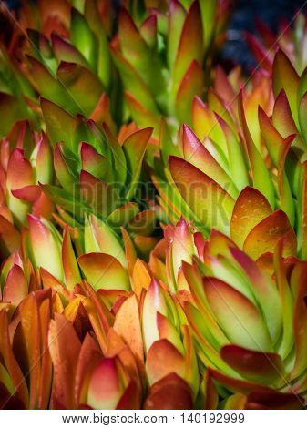 Close up of a colorful Succulent alpine flower growing in Lanzarote